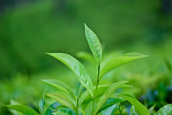 depositphotos_35838021-stock-photo-tea-leaf